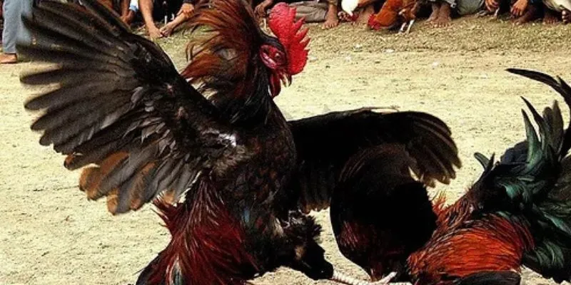 Đặc điểm của hình thức chọi tre