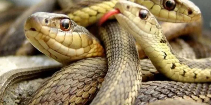 điềm báo bạn đang gặp áp lực