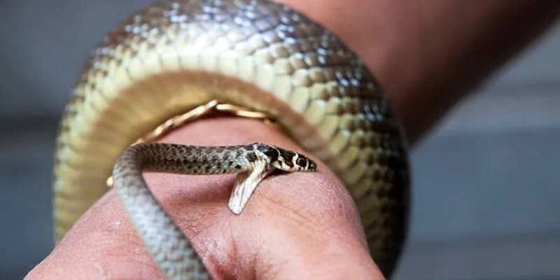 Nằm mơ thấy rắn cắn