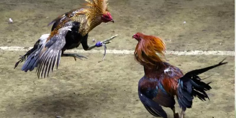 Một số cách chọn loài gà chọi hay